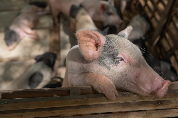 Photo close-up of an animal