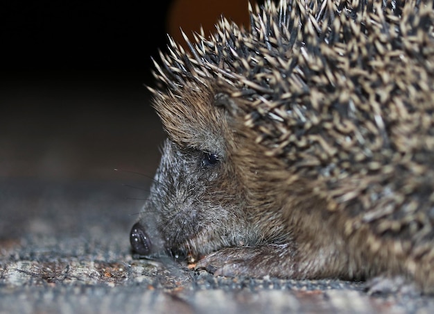 Photo close-up of an animal