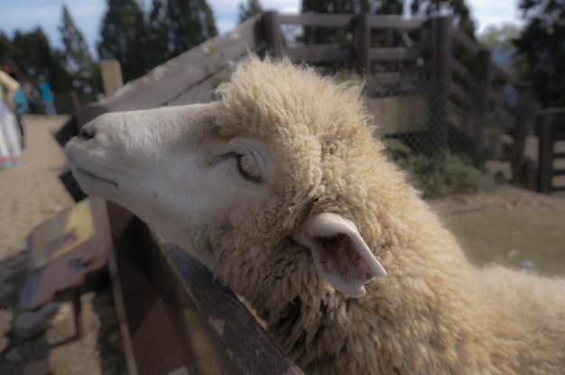 Foto prossimo piano di un animale