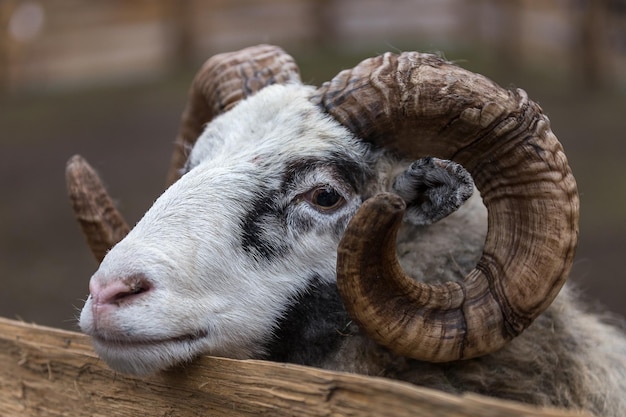 Prossimo piano di un animale