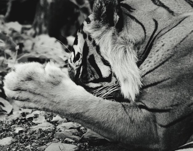 Foto prossimo piano dell'animale