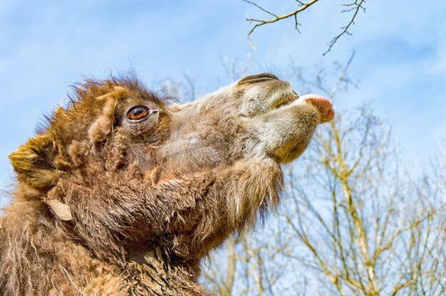 Close-up of an animal