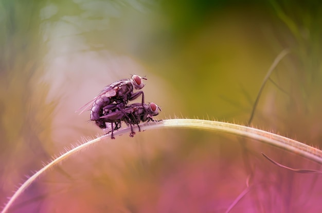 Close-up of animals painting on stem