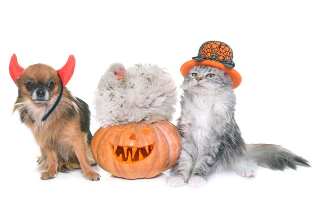 灰色の背景にハロウィーンの装飾をしている動物のクローズアップ