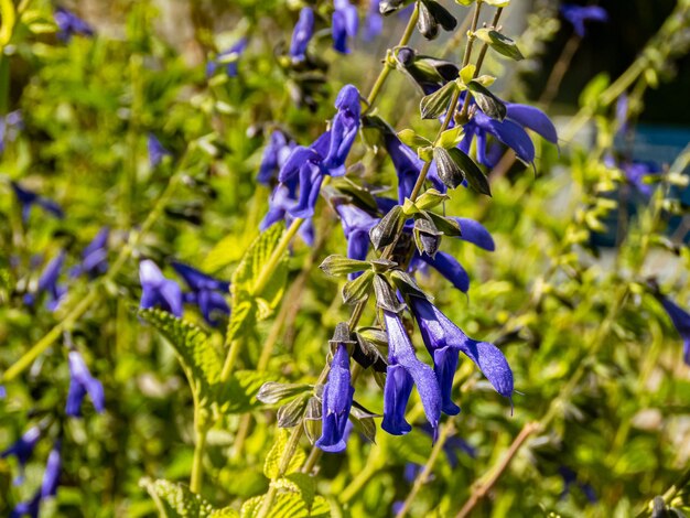 Photo close up of a anise scented sage or hummingbird sage plant on morning summer spring daylight