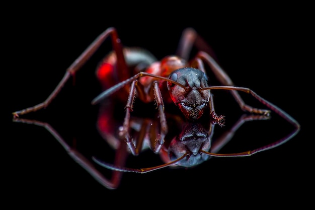 Photo close-up of ant over black background