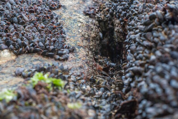 Photo close-up of ant on field