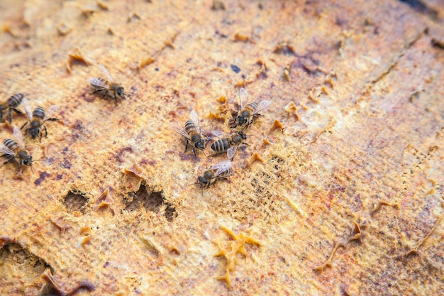 Close-up of ant on the ground