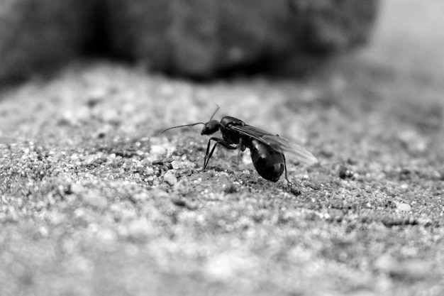 Photo close-up of ant on ground