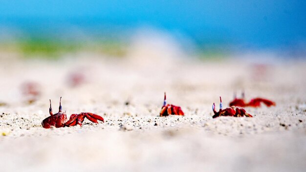 Close-up of ant on the ground