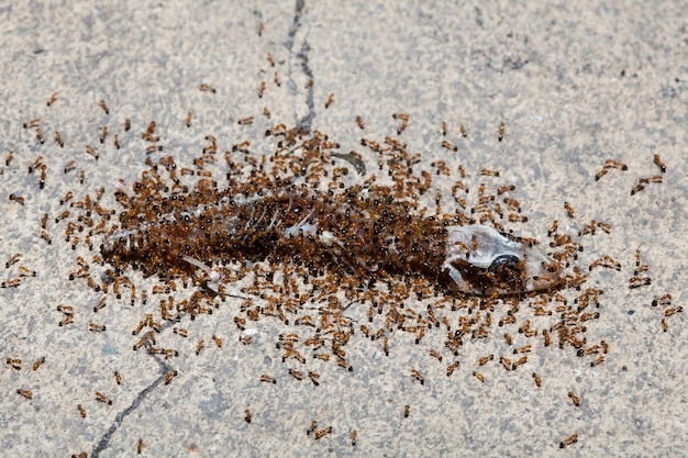 Foto prossimo piano di una formica a terra