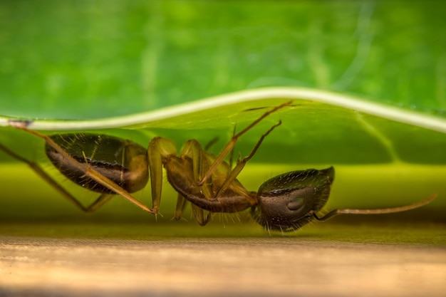 Foto prossimo piano di una formica sulla foglia