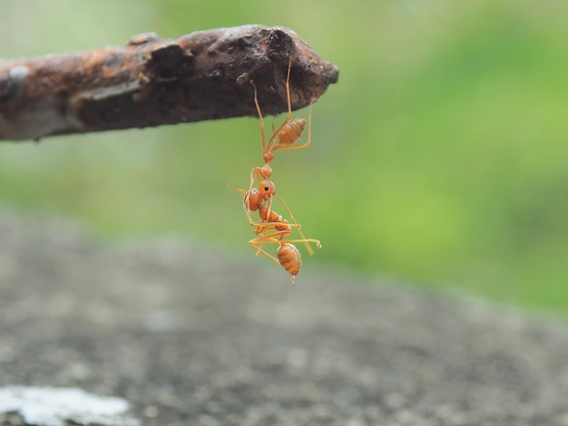 Close-up of ant on leaf