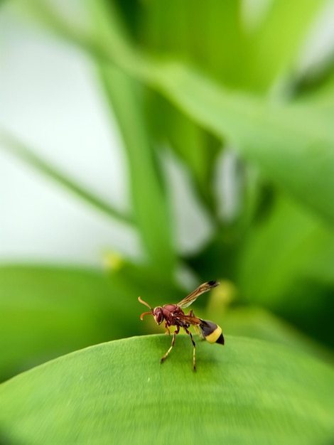 Close-up of ant on leaf