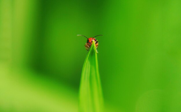 Close-up of ant on leaf