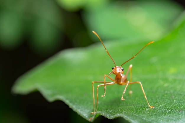 Close-up of ant on leaf