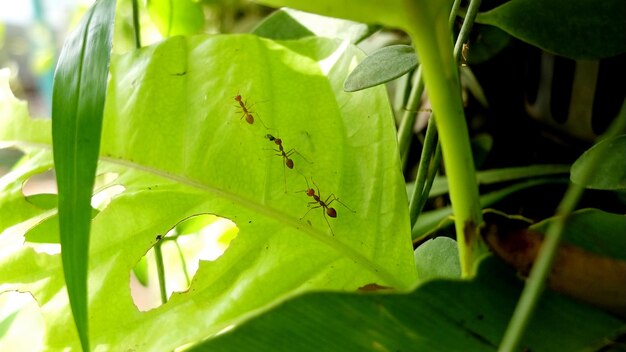 Close-up of ant on leaf