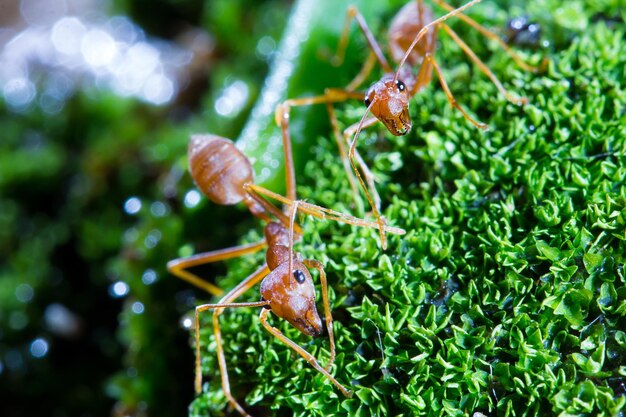 Photo close-up of ant on leaf