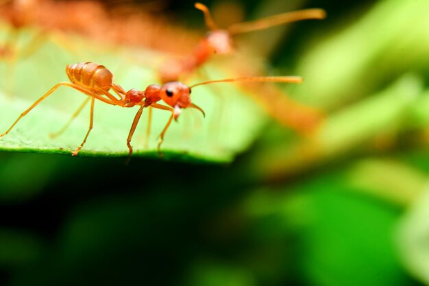 Close-up of ant on leaf