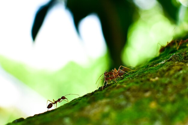 Foto prossimo piano di una formica sulla foglia