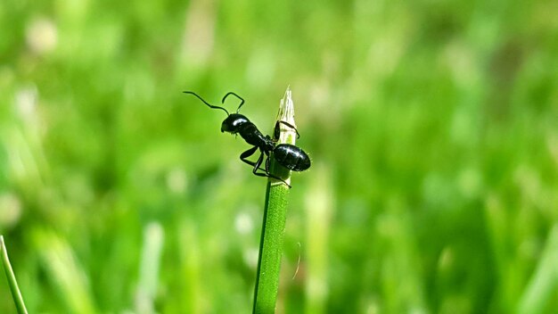 Photo close-up of ant on plant during sunny day