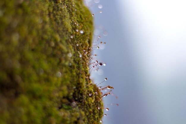 Close-up of ant on plant