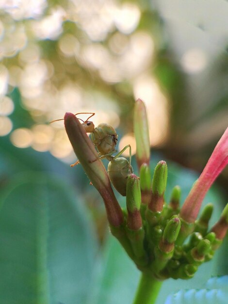 Close-up of ant on plant