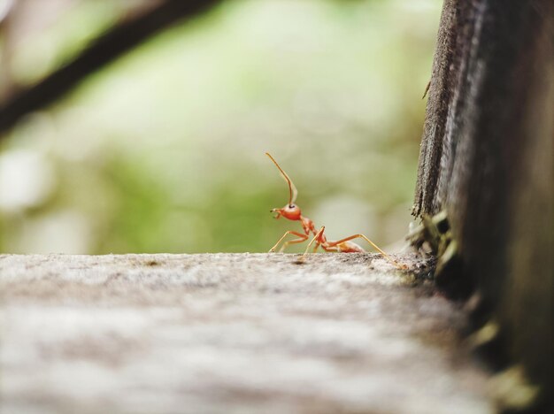 植物上のアリのクローズアップ