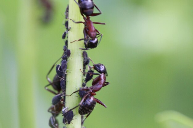 Close-up of ant on plant