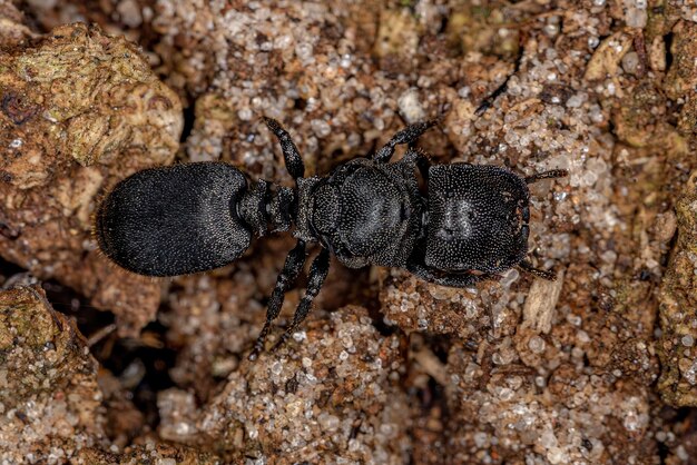 Close-up of ant on rock