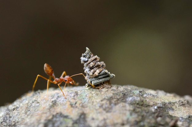 close-up of ant on rock