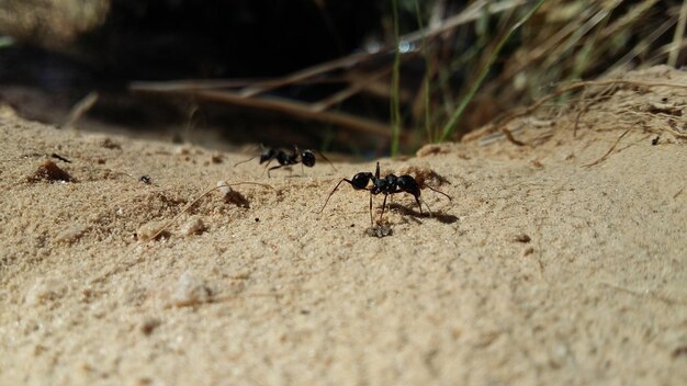 Close-up of ant on sand