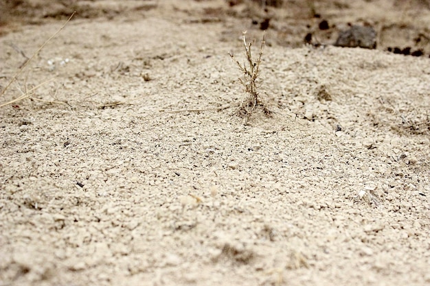 Photo close-up of ant on sand