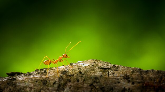 close-up of ant on tree trunk