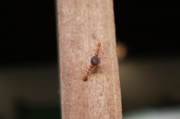 Close-up of ant on tree trunk