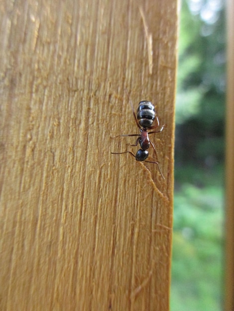 Photo close-up of ant on wood