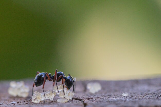 Close-up of ant