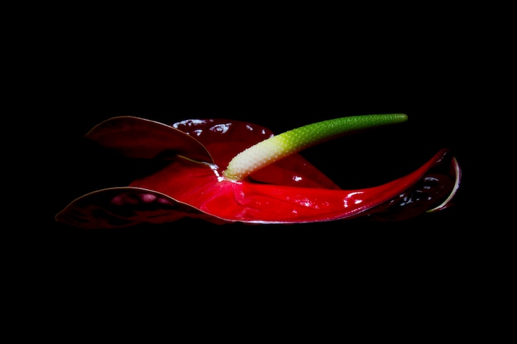 Photo close-up of anthurium over black background
