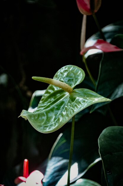 Foto close up di un fiore anthurium colorato floreale per la natura carta da parati e sfondo