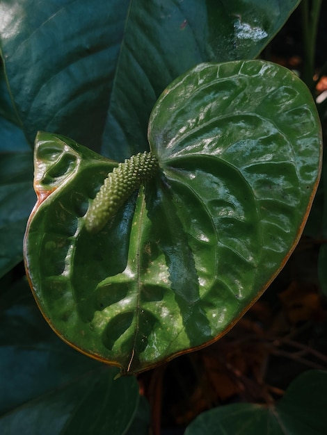 Photo close up of an anthurium flower colorful floral for nature wallpaper and background