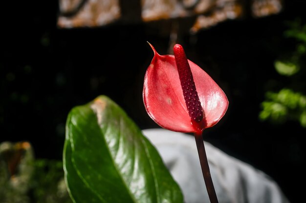 Photo close up of an anthurium flower colorful floral for nature wallpaper and background
