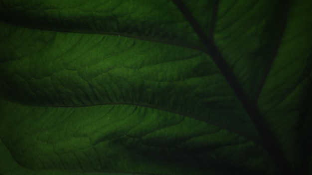 Foto chiuda in su della struttura della foglia verde dell'anturio