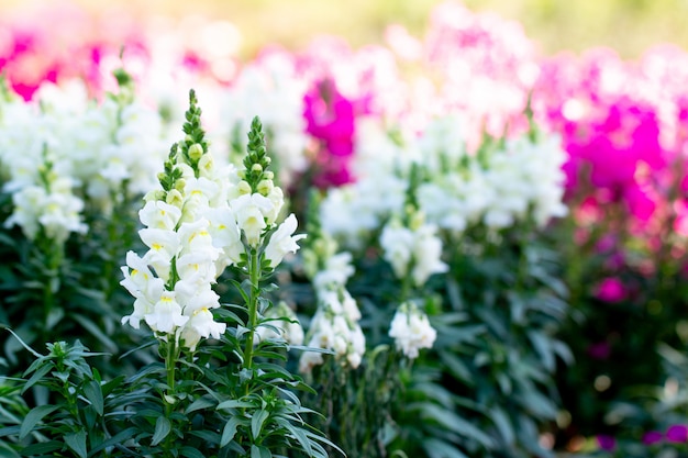 Close-up Antirrhinum majus L. (leeuwenbek) bloem in Gaden