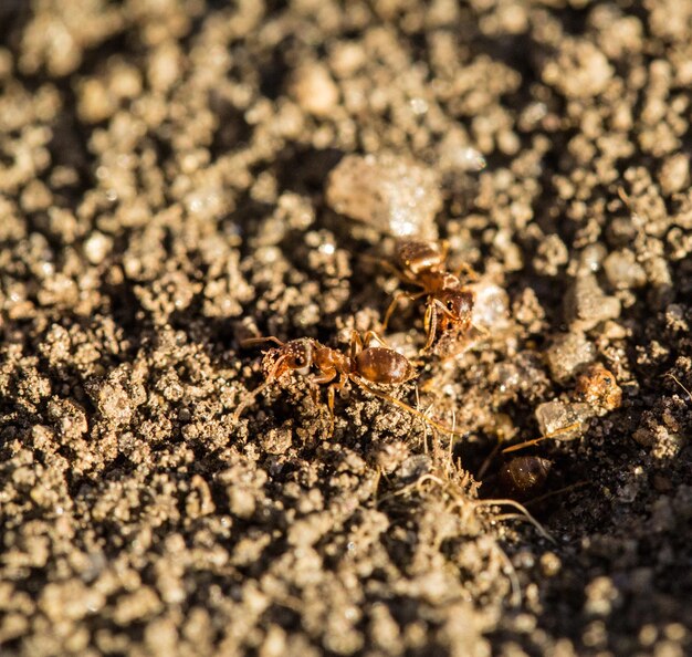 Photo close-up of ants on field