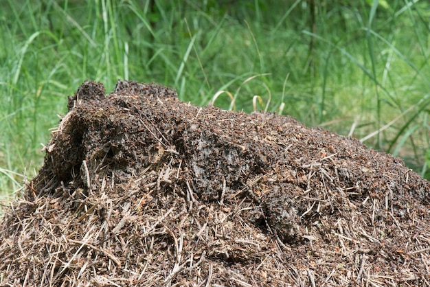 Photo close-up of ants on field