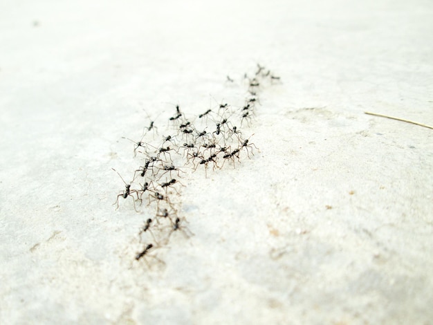 Photo close-up of ants on field