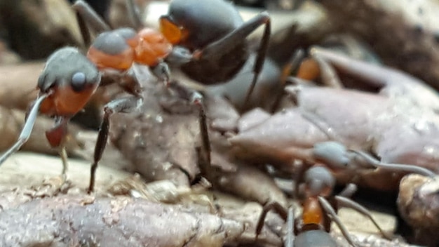 Photo close-up of ants on field