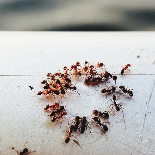 Близкий план муравьев на перилах на берегу реки