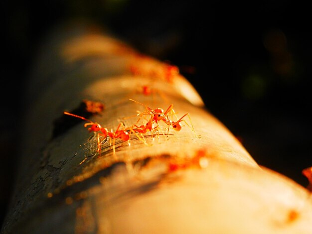 Photo close-up of ants on log at night