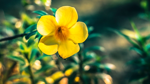 黄色の花の中に食べ物を探しているアリのクローズアップ